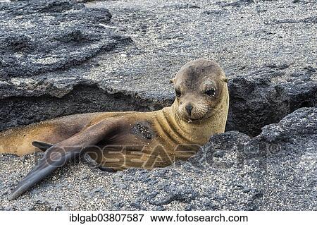 "Galapagos Sea Lion (Zalophus californianus wollebaeki) pup resting between rocks, Punta Espinoza, Fernandina Island, Galapagos, Ecuador, South America" View Large Photo Image Stock Photo - "Galapagos Sea Lion (Zalophus californianus wollebaeki) pup resting between rocks, Punta Espinoza, Fernandina Island, Galapagos, Ecuador, South America". Fotosearch