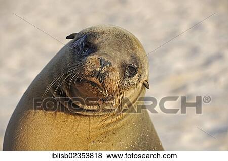 Stock Photo - "Galapagos sea lion (Zalophus wollebaeki), portrait, Santa Fe Island, Isla Santa Fe, Galapagos, UNESCO World Heritage Site, Ecuador, South America". Fotosearch