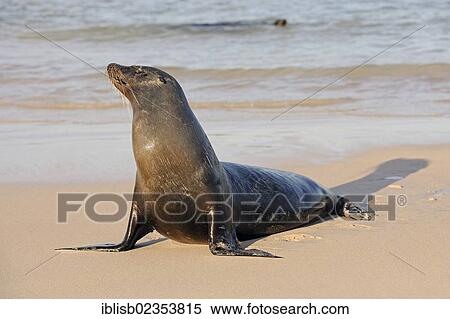 "Galapagos sea lion (Zalophus wollebaeki), Santa Fe Island, Isla Santa Fe, Galapagos, UNESCO World Heritage Site, Ecuador, South America" View Large Photo Image Stock Photography - "Galapagos sea lion (Zalophus wollebaeki), Santa Fe Island, Isla Santa Fe, Galapagos, UNESCO World Heritage Site, Ecuador, South America". Fotosearch