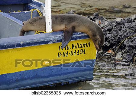 "Galapagos sea lion (Zalophus wollebaeki) on a water taxi in the harbour of Puerto Villamil, Isabela Island, Galapagos Islands, UNESCO World Heritage Site, Ecuador, South America" View Large Photo Image Stock Photography - "Galapagos sea lion (Zalophus wollebaeki) on a water taxi in the harbour of Puerto Villamil, Isabela Island, Galapagos Islands, UNESCO World Heritage Site, Ecuador, South America". Fotosearch