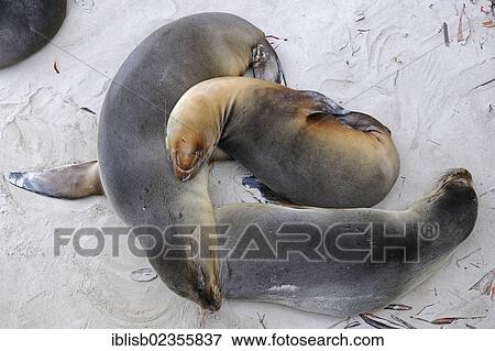 "Galapagos sea lions (Zalophus wollebaeki), Puerto Villamil, Isabela Island, Galapagos Islands, UNESCO World Heritage Site, Ecuador, South America" View Large Photo Image Stock Photo - "Galapagos sea lions (Zalophus wollebaeki), Puerto Villamil, Isabela Island, Galapagos Islands, UNESCO World Heritage Site, Ecuador, South America". Fotosearch