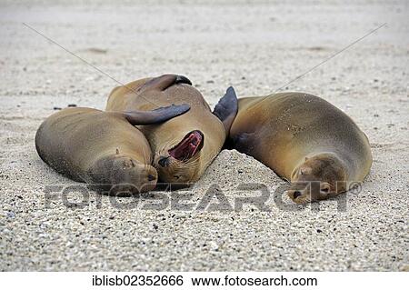 "Galapagos Sea Lions (Zalophus wollebaeki), Genovesa Island, Galapagos Islands, UNESCO World Natural Heritage Site, Ecuador, South America" View Large Photo Image Stock Photograph - "Galapagos Sea Lions (Zalophus wollebaeki), Genovesa Island, Galapagos Islands, UNESCO World Natural Heritage Site, Ecuador, South America". Fotosearch
