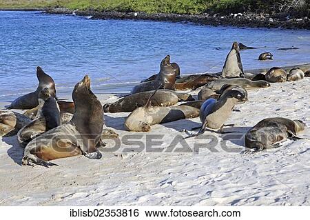 "Galapagos sea lions (Zalophus wollebaeki), Santa Fe Island, Isla Santa Fe, Galapagos, UNESCO World Heritage Site, Ecuador, South America" View Large Photo Image Stock Photograph - "Galapagos sea lions (Zalophus wollebaeki), Santa Fe Island, Isla Santa Fe, Galapagos, UNESCO World Heritage Site, Ecuador, South America". Fotosearch