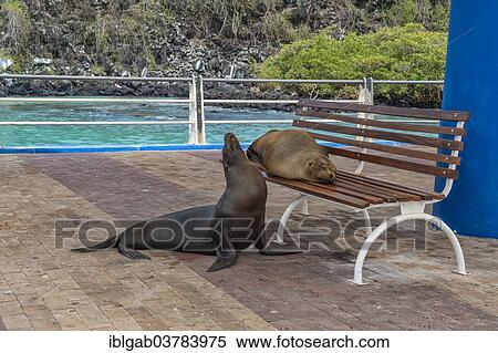 Stock Photography - "Galapagos sea lions (Zalophus wollebaeki) resting on and beside a bench, Puerto Ayora, Santa Cruz Island, Galapagos Islands, Ecuador, South America". Fotosearch