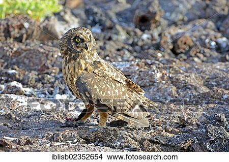 "Galapagos Short-eared Owl (Asio flammeus galapagoensis), Genovesa Island, Galapagos Islands, UNESCO World Natural Heritage Site, Ecuador, South America" View Large Photo Image Picture - "Galapagos Short-eared Owl (Asio flammeus galapagoensis), Genovesa Island, Galapagos Islands, UNESCO World Natural Heritage Site, Ecuador, South America". Fotosearch
