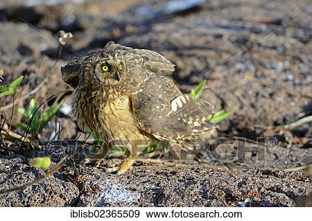 "Galapagos Short-eared Owl (Asio flammeus galapagoensis), Genovesa Island, Galapagos Islands, UNESCO World Natural Heritage Site, Ecuador, South America" View Large Photo Image Stock Photo - "Galapagos Short-eared Owl (Asio flammeus galapagoensis), Genovesa Island, Galapagos Islands, UNESCO World Natural Heritage Site, Ecuador, South America". Fotosearch