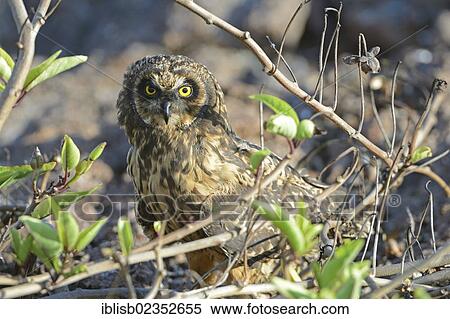 "Galapagos Short-eared Owl (Asio flammeus galapagoensis), Genovesa Island, Galapagos Islands, UNESCO World Natural Heritage Site, Ecuador, South America" View Large Photo Image Stock Photography - "Galapagos Short-eared Owl (Asio flammeus galapagoensis), Genovesa Island, Galapagos Islands, UNESCO World Natural Heritage Site, Ecuador, South America". Fotosearch