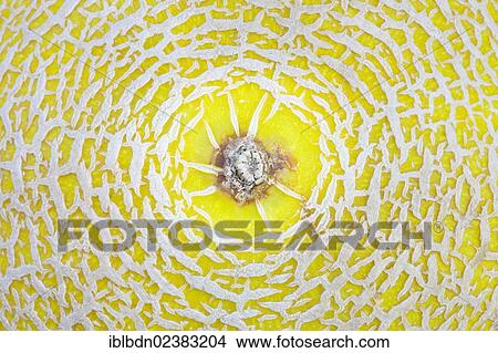 Picture - "Galia melon, close-up". Fotosearch