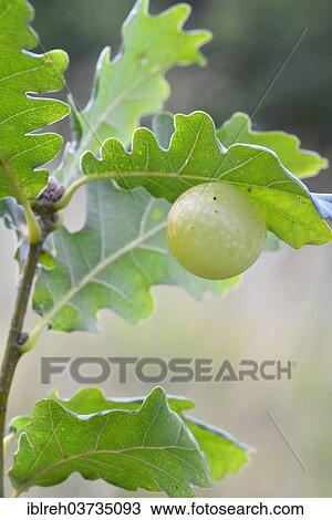"Gall of the Gall Wasp (Cynips quercusfolii) on an Oak (Quercus robur), South Tyrol province, Trentino-Alto Adige, Italy, Europe" View Large Photo Image Stock Image - "Gall of the Gall Wasp (Cynips quercusfolii) on an Oak (Quercus robur), South Tyrol province, Trentino-Alto Adige, Italy, Europe". Fotosearch