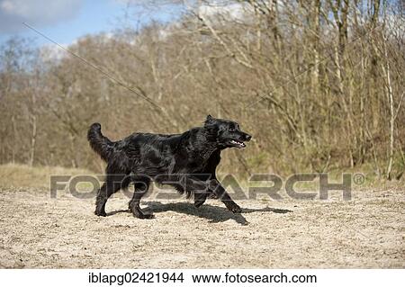 Galloping black Hovawart View Large Photo Image Picture - Galloping black Hovawart. Fotosearch