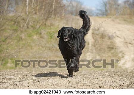 Galloping black Hovawart View Large Photo Image Stock Image - Galloping black Hovawart. Fotosearch