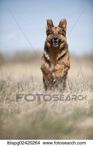 Galloping German Shepherd View Large Photo Image Picture - Galloping German Shepherd. Fotosearch