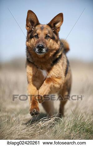 Galloping German Shepherd View Large Photo Image Stock Image - Galloping German Shepherd. Fotosearch