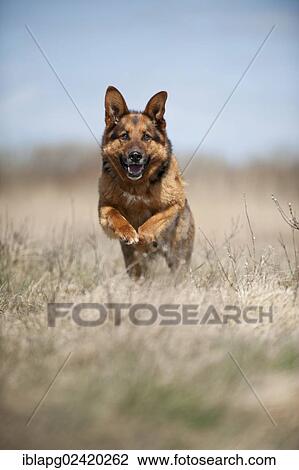 Galloping German Shepherd View Large Photo Image Stock Image - Galloping German Shepherd. Fotosearch