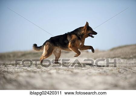 Galloping German Shepherd View Large Photo Image Stock Image - Galloping German Shepherd. Fotosearch