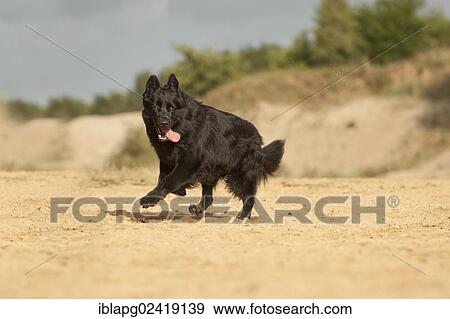 Galloping German Shepherd View Large Photo Image Stock Photo - Galloping German Shepherd. Fotosearch