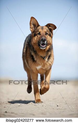 Galloping German Shepherd View Large Photo Image Stock Photo - Galloping German Shepherd. Fotosearch