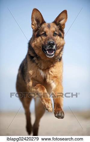 Galloping German Shepherd View Large Photo Image Stock Photo - Galloping German Shepherd. Fotosearch