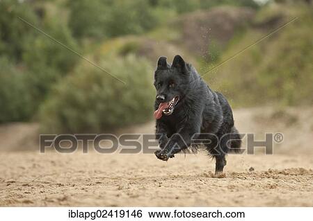 Stock Photograph - Galloping German Shepherd. Fotosearch