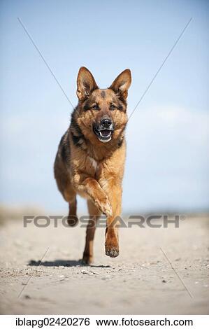 Galloping German Shepherd View Large Photo Image Stock Photograph - Galloping German Shepherd. Fotosearch
