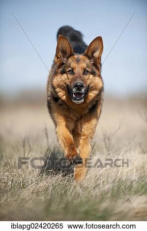 Galloping German Shepherd View Large Photo Image Stock Photography - Galloping German Shepherd. Fotosearch