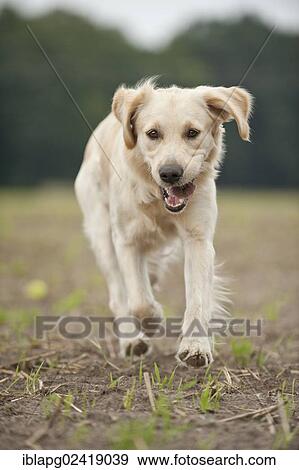 Galloping Golden Retriever View Large Photo Image Stock Photo - Galloping Golden Retriever. Fotosearch