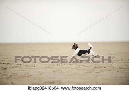 Galloping Jack Russell Terrier on the beach View Large Photo Image Picture - Galloping Jack Russell Terrier on the beach. Fotosearch
