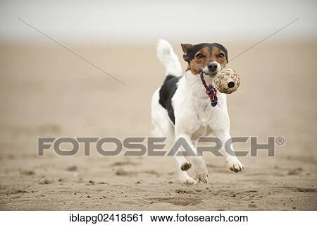 Stock Image - Galloping Jack Russell Terrier on the beach. Fotosearch