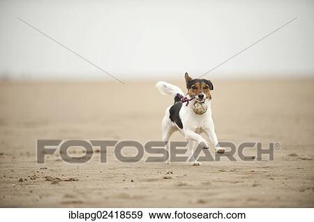 Galloping Jack Russell Terrier on the beach View Large Photo Image Stock Photo - Galloping Jack Russell Terrier on the beach. Fotosearch