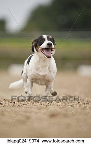 Galloping Jack Russell Terrier View Large Photo Image Picture - Galloping Jack Russell Terrier. Fotosearch