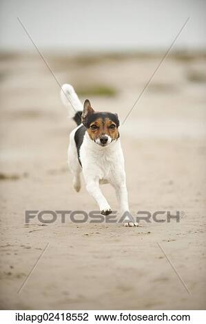 Galloping Jack Russell Terrier View Large Photo Image Stock Image - Galloping Jack Russell Terrier. Fotosearch