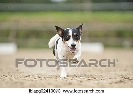 Galloping Jack Russell Terrier View Large Photo Image Stock Image - Galloping Jack Russell Terrier. Fotosearch