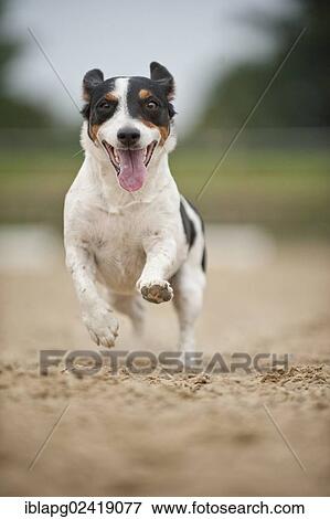 Galloping Jack Russell Terrier View Large Photo Image Stock Photo - Galloping Jack Russell Terrier. Fotosearch