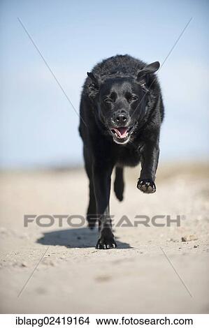 Galloping mixed breed dog View Large Photo Image Picture - Galloping mixed breed dog. Fotosearch