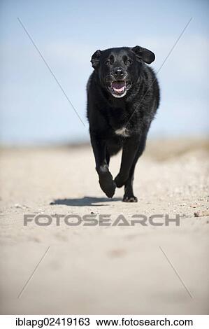 Galloping mixed breed dog View Large Photo Image Stock Image - Galloping mixed breed dog. Fotosearch