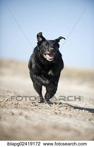 Galloping mixed breed dog View Large Photo Image Stock Image - Galloping mixed breed dog. Fotosearch
