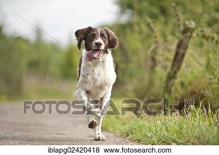 Galloping Small Munsterlander View Large Photo Image Stock Photo - Galloping Small Munsterlander. Fotosearch