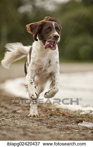 Galloping Small Munsterlander View Large Photo Image Stock Photo - Galloping Small Munsterlander. Fotosearch