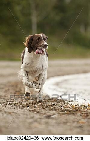 Galloping Small Munsterlander View Large Photo Image Stock Photograph - Galloping Small Munsterlander. Fotosearch