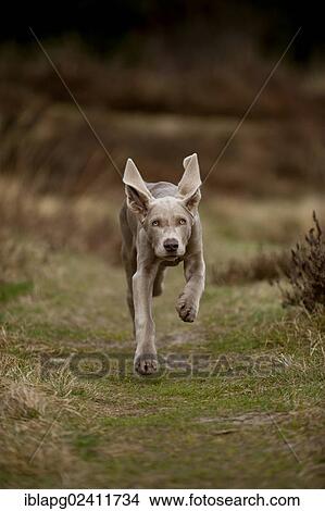 Galloping Weimaraner puppy View Large Photo Image Picture - Galloping Weimaraner puppy. Fotosearch