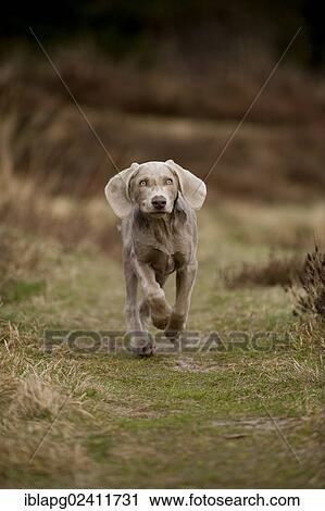 Galloping Weimaraner puppy View Large Photo Image Stock Image - Galloping Weimaraner puppy. Fotosearch