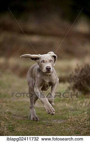 Galloping Weimaraner puppy View Large Photo Image Stock Image - Galloping Weimaraner puppy. Fotosearch