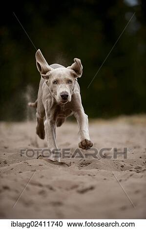 Stock Image - Galloping Weimaraner puppy. Fotosearch