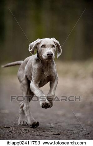 Stock Image - Galloping Weimaraner puppy. Fotosearch