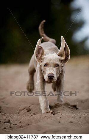 Galloping Weimaraner puppy View Large Photo Image Stock Photo - Galloping Weimaraner puppy. Fotosearch