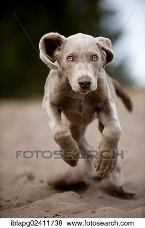 Galloping Weimaraner puppy View Large Photo Image Stock Photo - Galloping Weimaraner puppy. Fotosearch