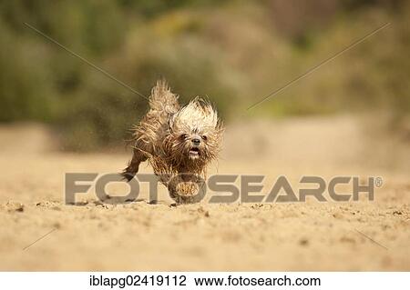 Stock Image - Galloping wet Bolonka Zwetna or Coloured Lapdog. Fotosearch