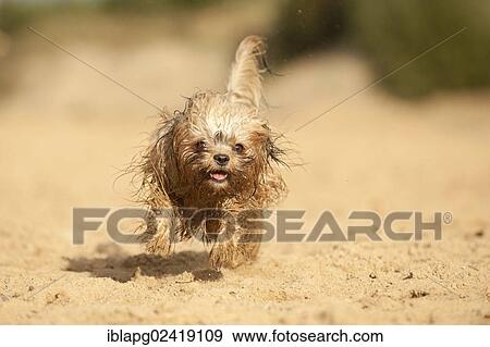 Stock Photo - Galloping wet Bolonka Zwetna or Coloured Lapdog. Fotosearch