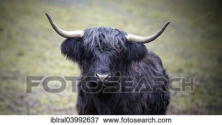 Stock Photo - "Galloway Cattle, Baden-Wurttemberg, Germany, Europe". Fotosearch
