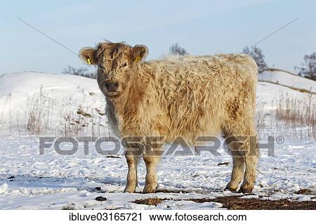 "Galloway cattle in winter, Germany, Europe" View Large Photo Image Stock Image - "Galloway cattle in winter, Germany, Europe". Fotosearch
